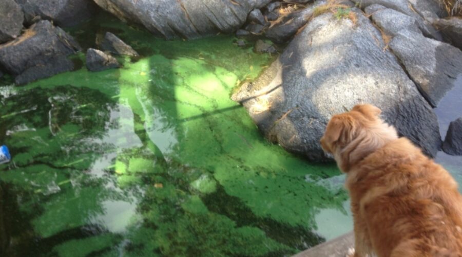 Toxic algae confirmed in Kenora-area lake
