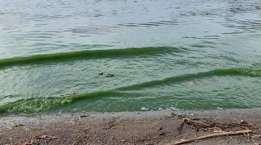 Toxic algae confirmed in Rainy Lake area