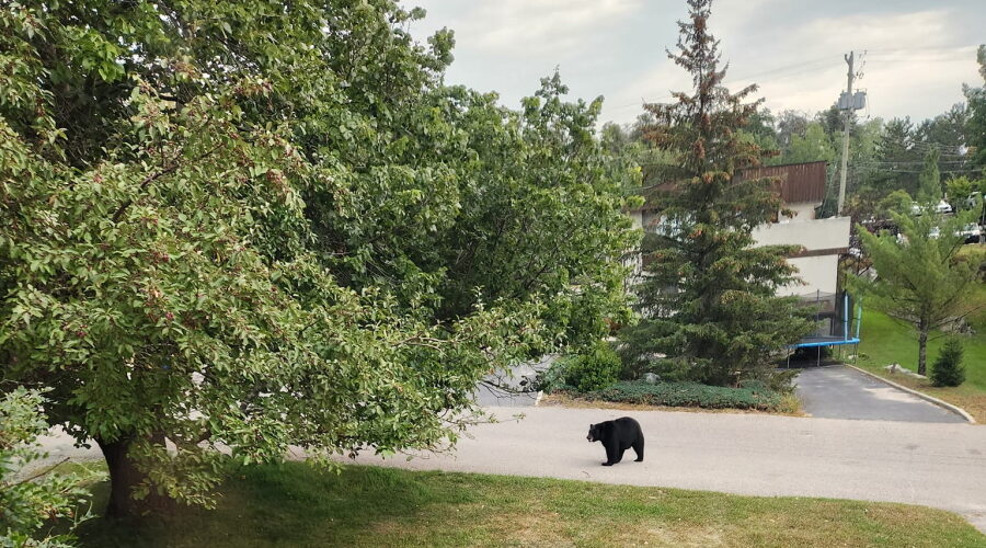 Be prepared for bears this fall