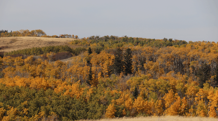 Warmer than average fall expected, with early snowfalls