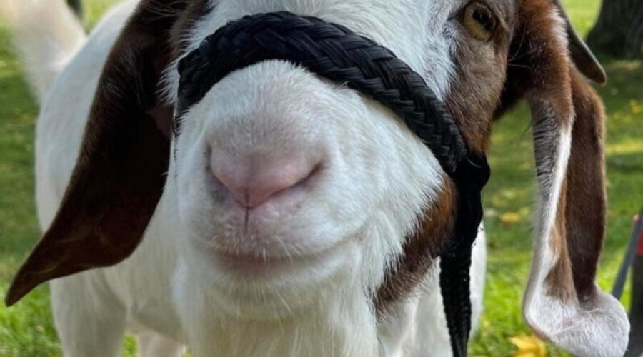 NWO’s famous ‘Goaty’ safe in his forever home near London