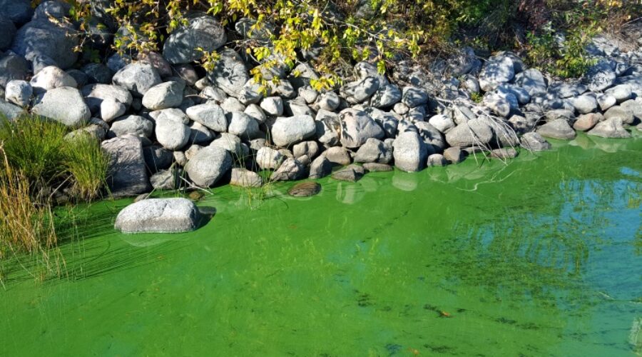 Toxic algae found in three area lakes