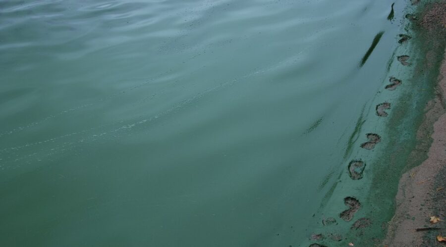 Suspected blue-green algae in Keewatin Bay, beach closed