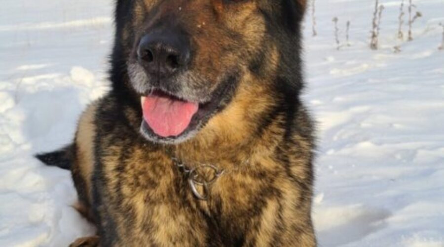 RCMP use K-9 Unit to track break-in suspect