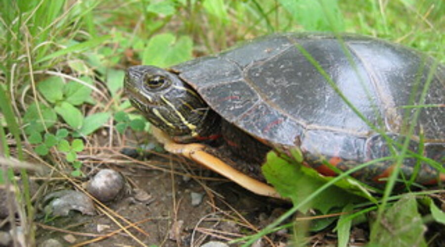 Injured turtle needs a ride
