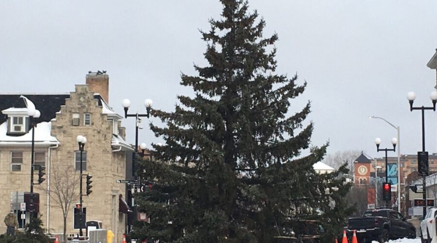 Main Street Christmas Tree being erected today