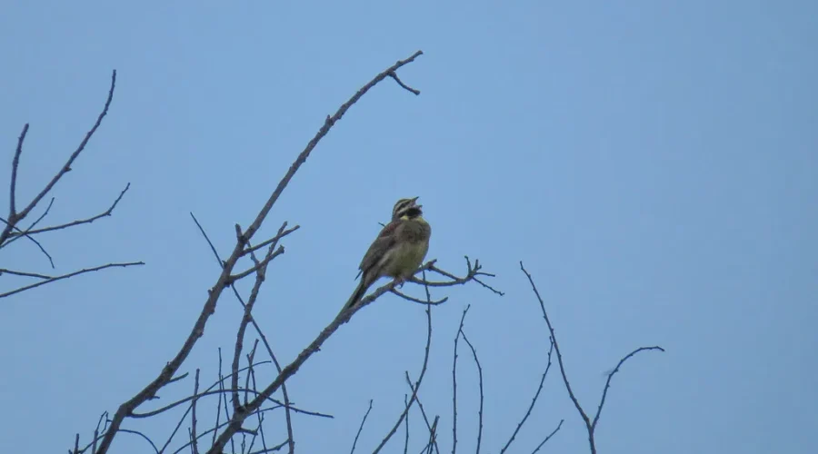 Birders wanted for annual Christmas count