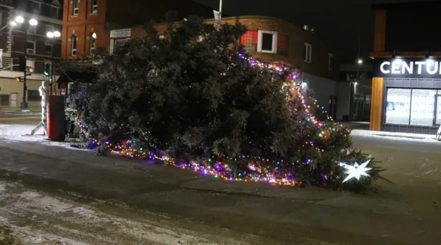 Tree toppled, mischief investigation underway