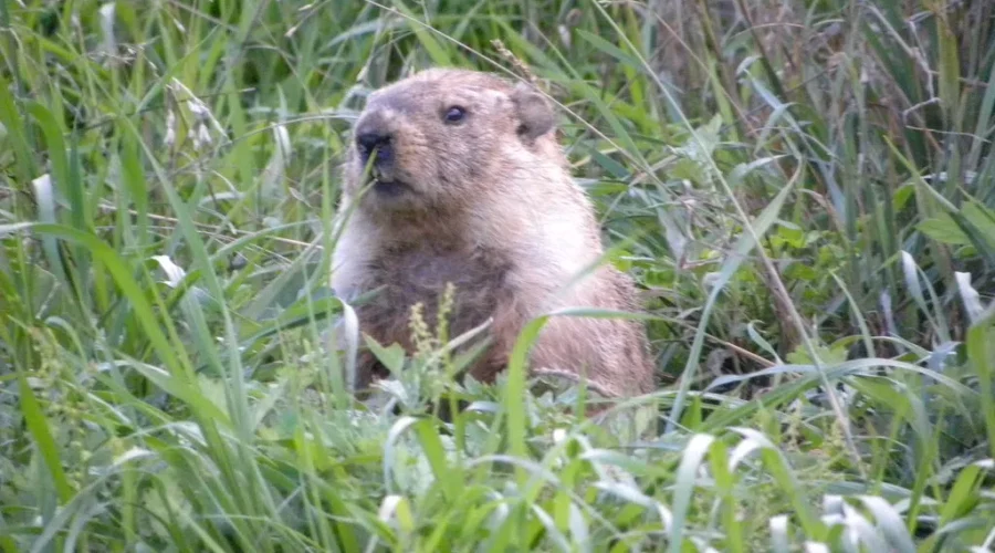 UPDATE: It’s Groundhog Day!