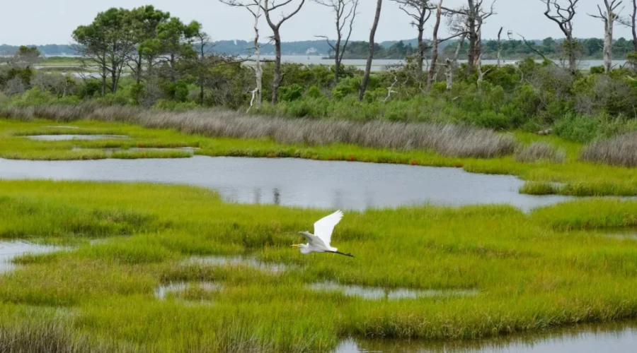 Conservation group highlights World Wetlands Day