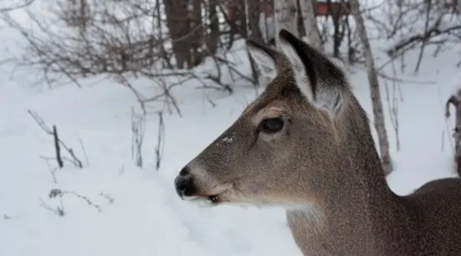 Mild winter impacting wildlife