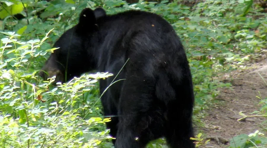 Beware of bears early this spring