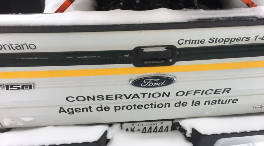 Kenora moose hunters fined
