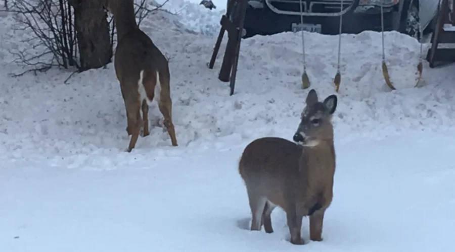 Dryden council looks at how to curb the urban deer population
