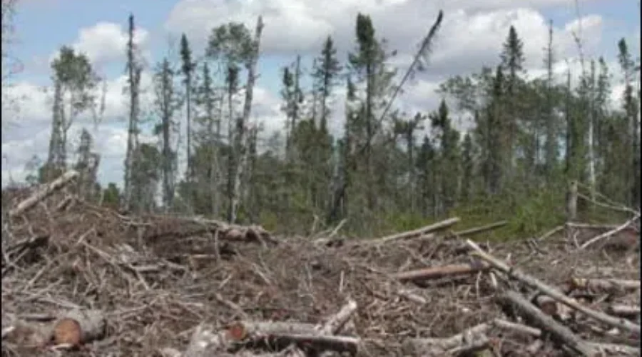 More money to support biomass projects