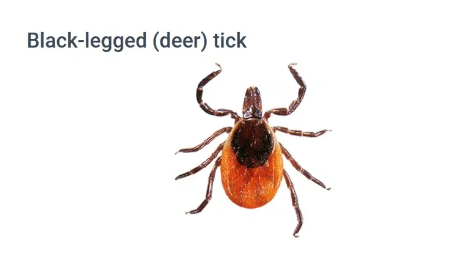 ‘Bumper crop of ticks’ – Dr. Ken Deacon