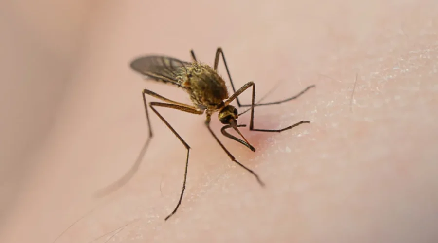 Ways to prepare yourself for mosquito season