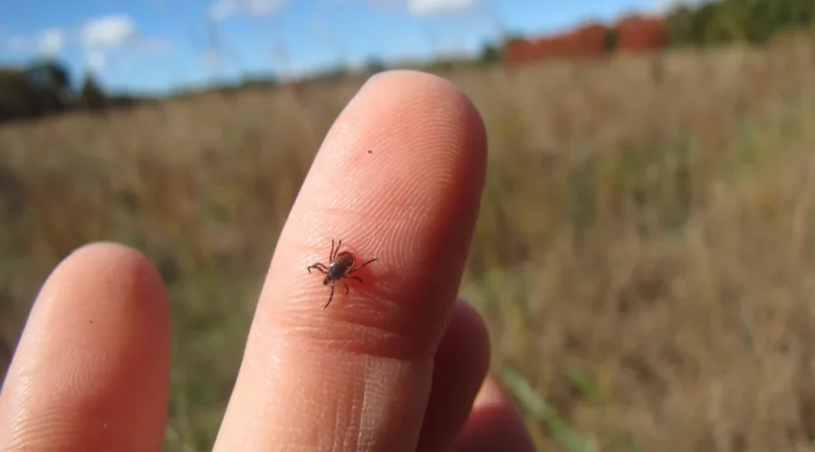 Rising temperatures signal the arrival of tick season