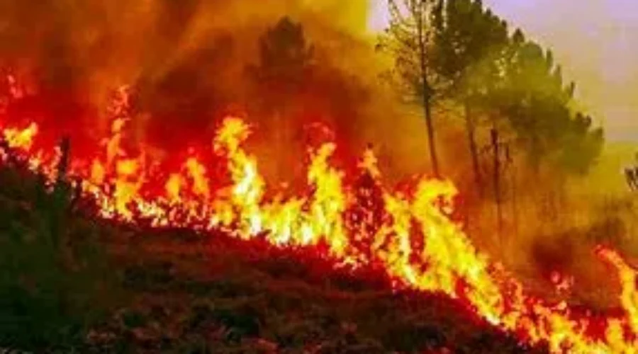 Links to Forest Fires in the area