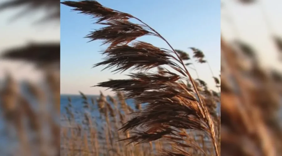 Invasive species protections coming to the region