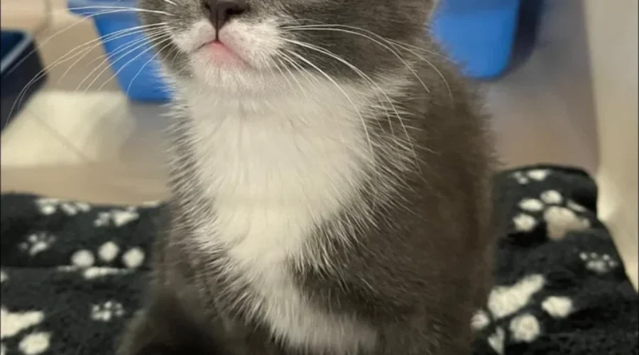 Kenora Cat Shelter declares state of emergency