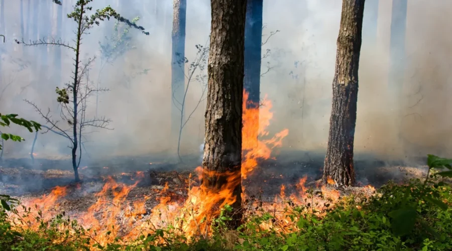 12 forest fires burning in North West Ontario