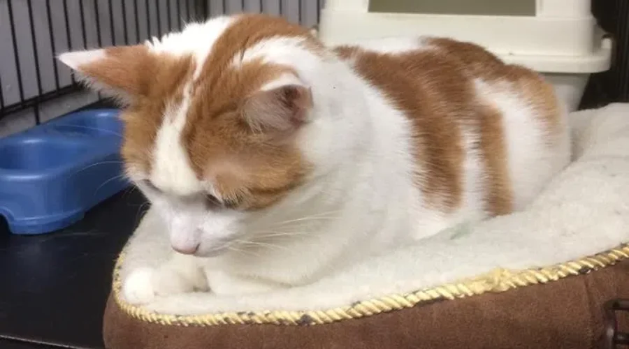 Cat Shelter appeals for help from city council