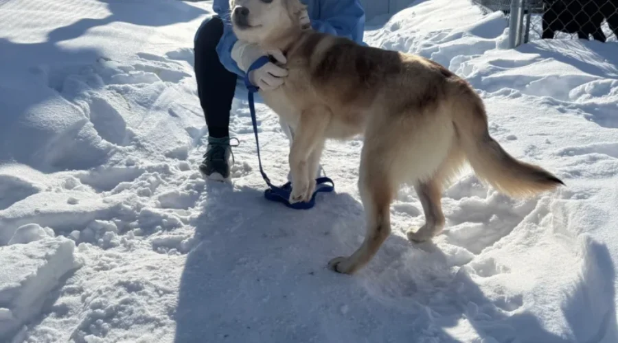 OSPCA transfers 10 dogs from Lac Seul for adoption