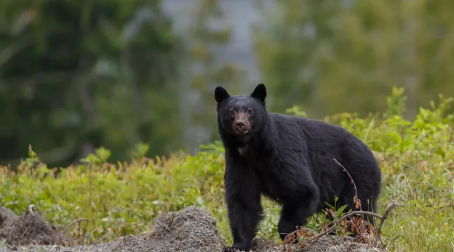 OPP reminding residents to be cautious of bears exiting hibernation