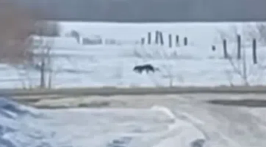 BIG Black Cat Spotted In Manitoba?