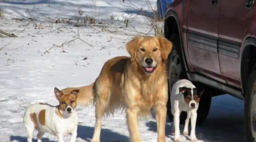 Leo Project launched to help lower veterinary costs