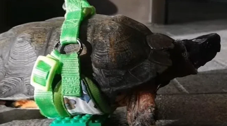 Canadian Turtle Is Getting Around In Style