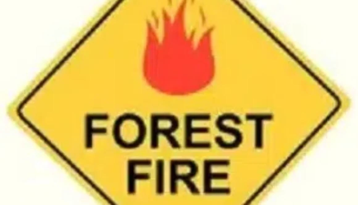 FOREST FIRE