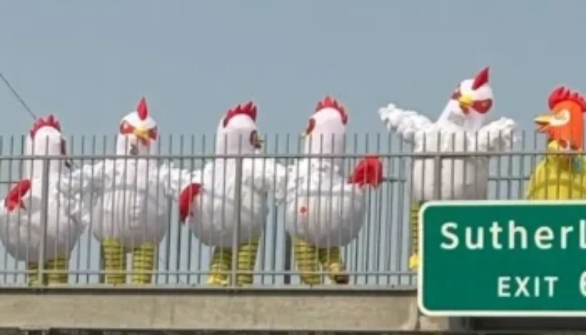Winnipeg Chickens