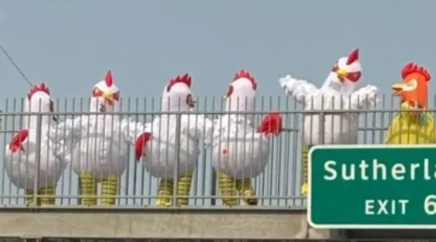 The Winnipeg Chickens
