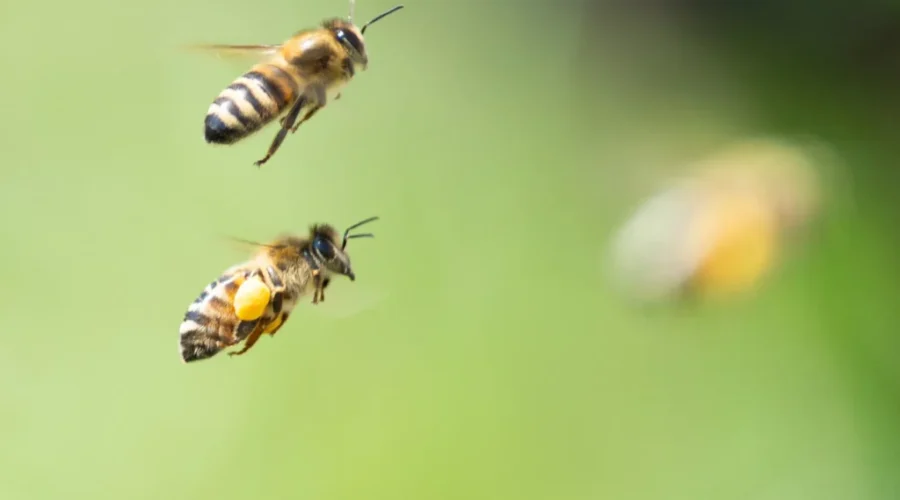 Federal and provincial governments investing $1.7 million to support beekeeping operations