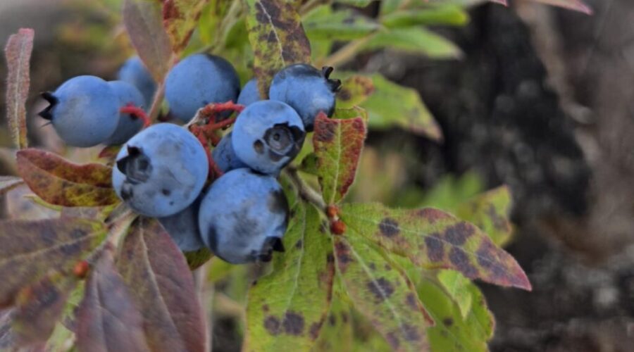 There is nothing like fresh blueberries