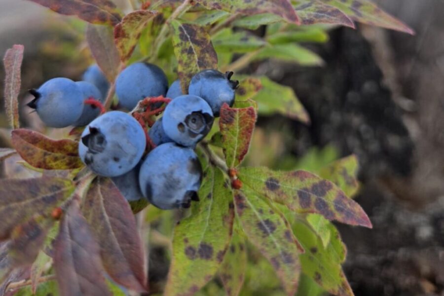 There is nothing like fresh blueberries