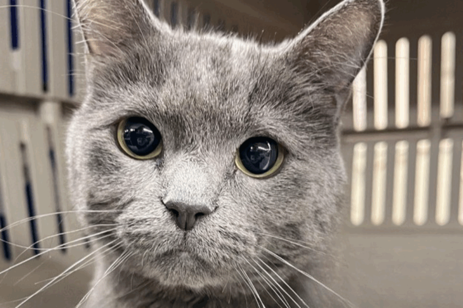 Adopt me, meow! Leila