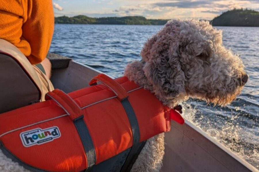 “Mack’s official (totally voluntary) guide to swimming safety” by Mack (who was definitely not told to write this by Mom)