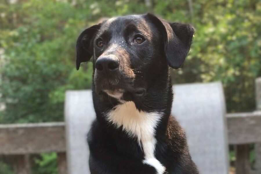 Meet the hounds: Winnie