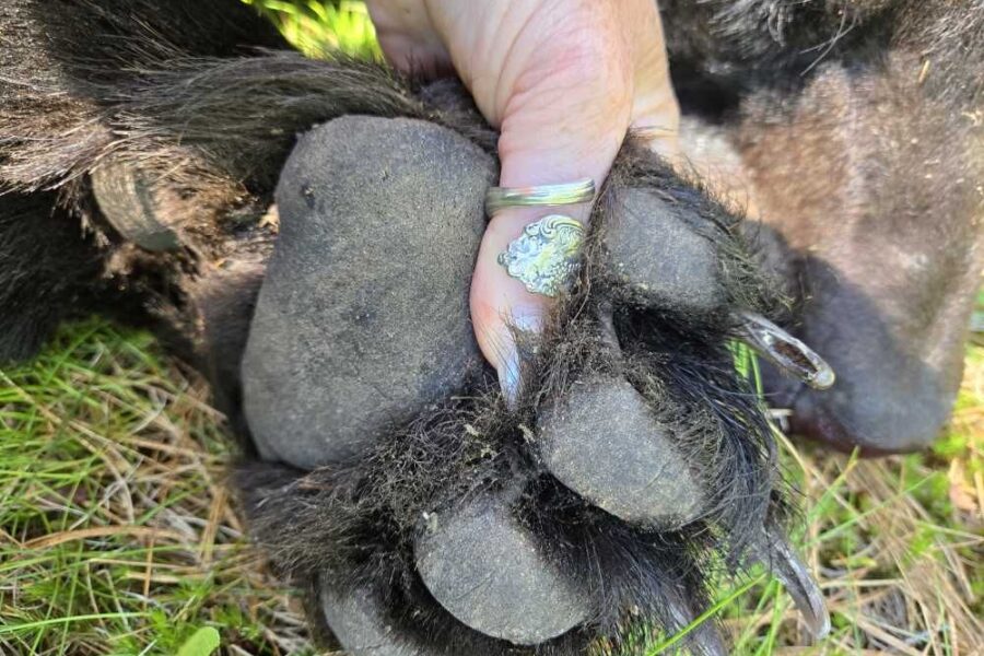 My first harvest: Bear hunting in northern Ontario