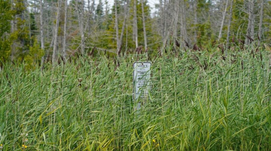 Invasive Species Centre announces funding to combat phragmites in Ontario