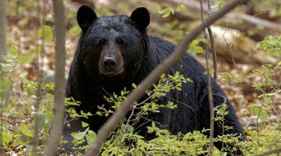 Bear attack in Nipigon leaves couple with non-life-threatening injuries