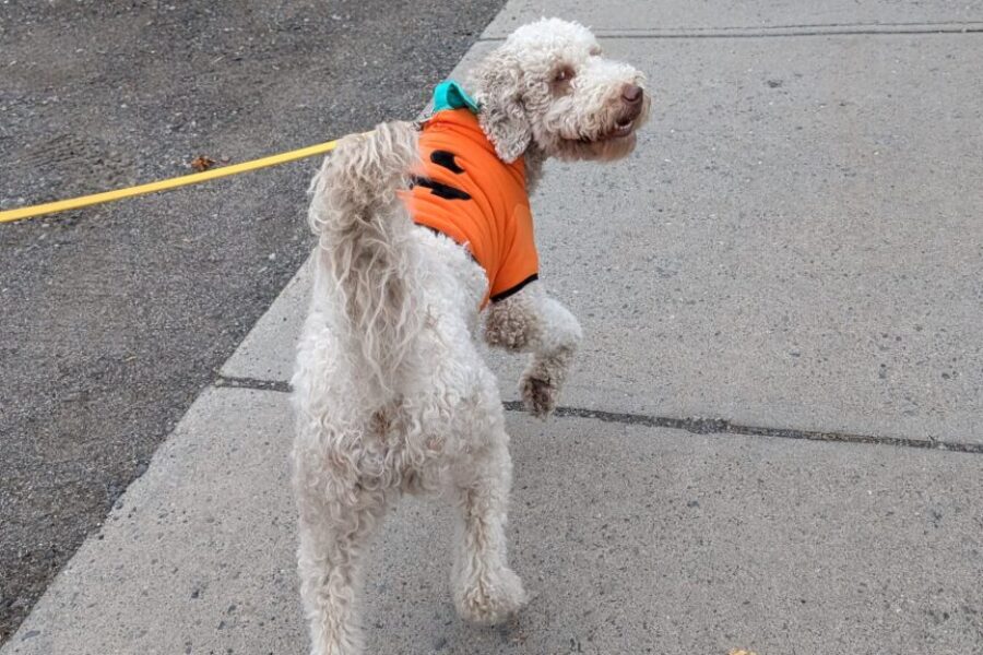 Mack’s take on Halloween: a night of costumes, chaos, and candy I can’t have