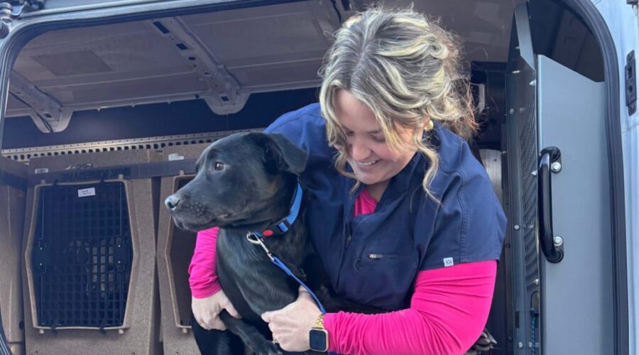 Northwestern regions seeing surge of surrenders: SPCA