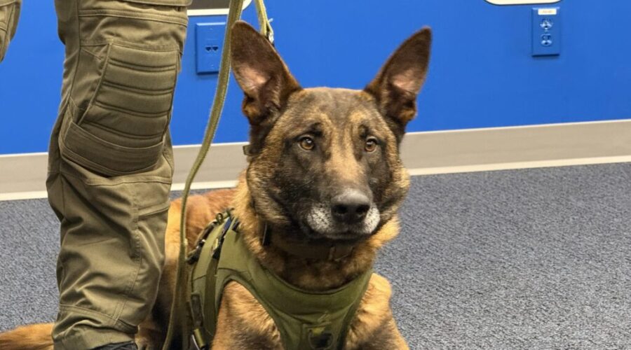 NAPS reintroduces K9 unit after nearly a decade