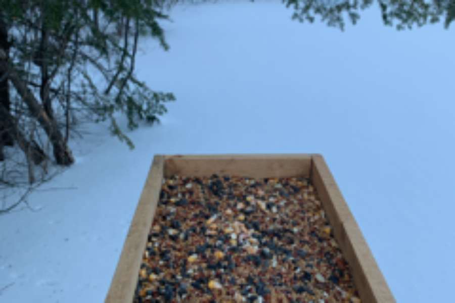 Winter? It’s for the Birds!!