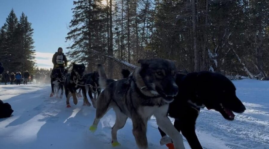 Musher from the region competing in famous Alaskan race