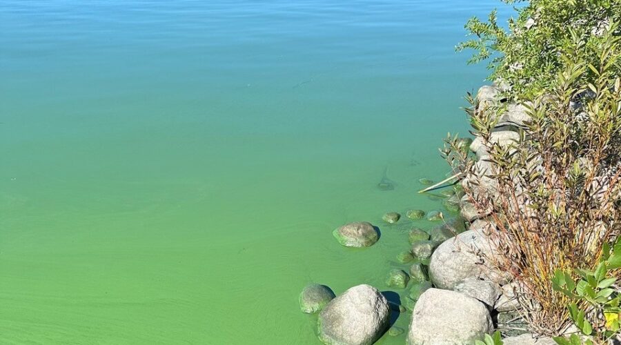 Phosphorus management plan for Rainy Lake basin expected in 2027